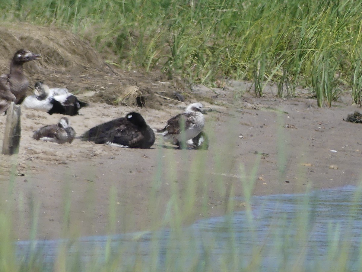 Long-tailed Duck - ML620541994