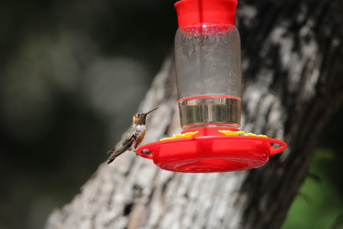 Anna's Hummingbird - ML620541998