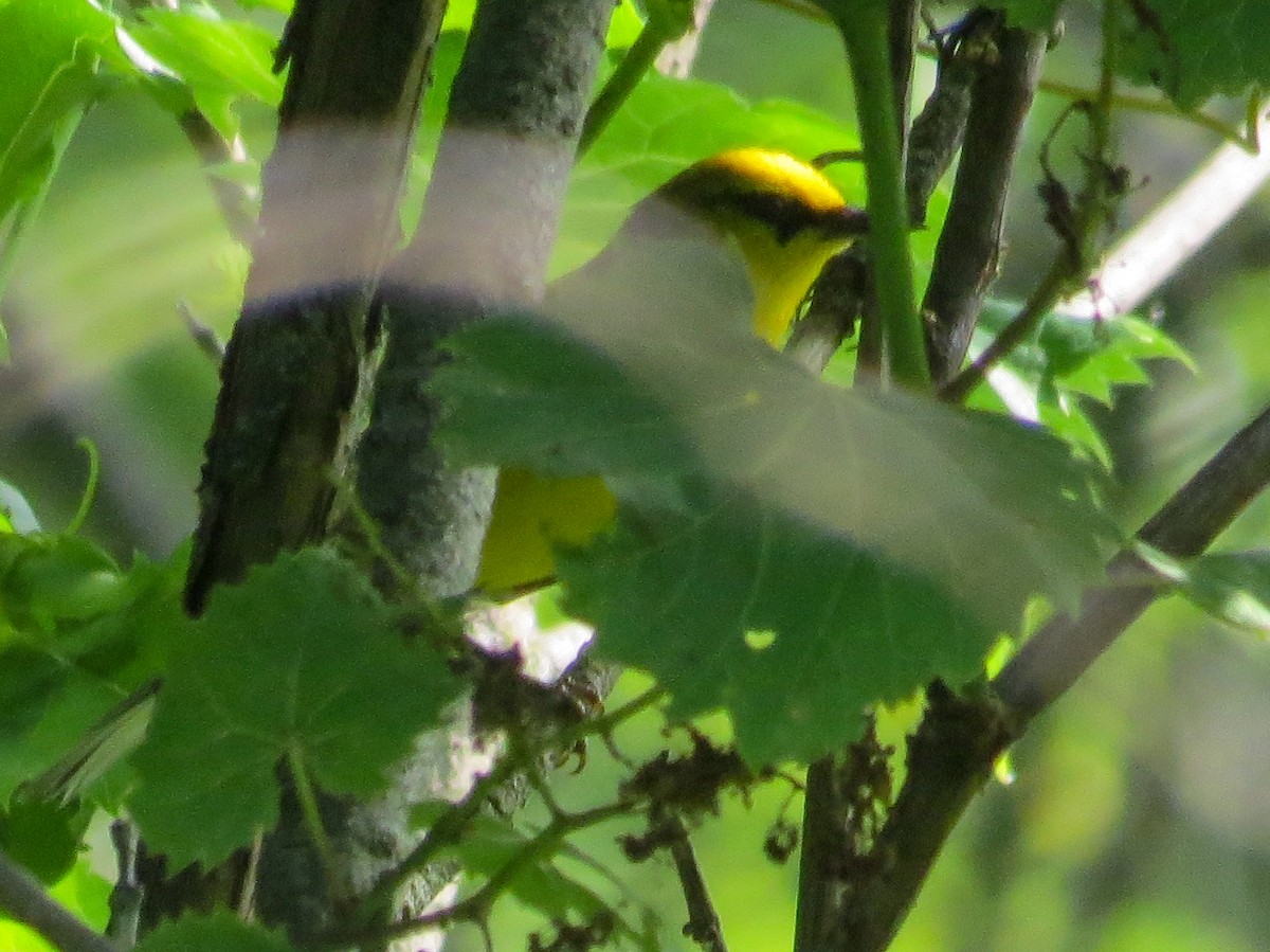 Blue-winged Warbler - ML620542000