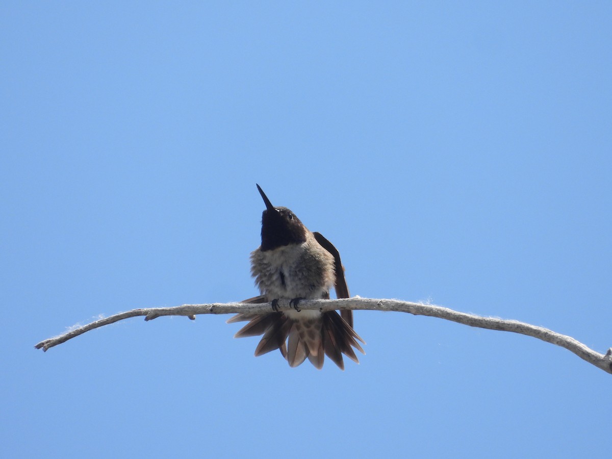 Black-chinned Hummingbird - ML620542003