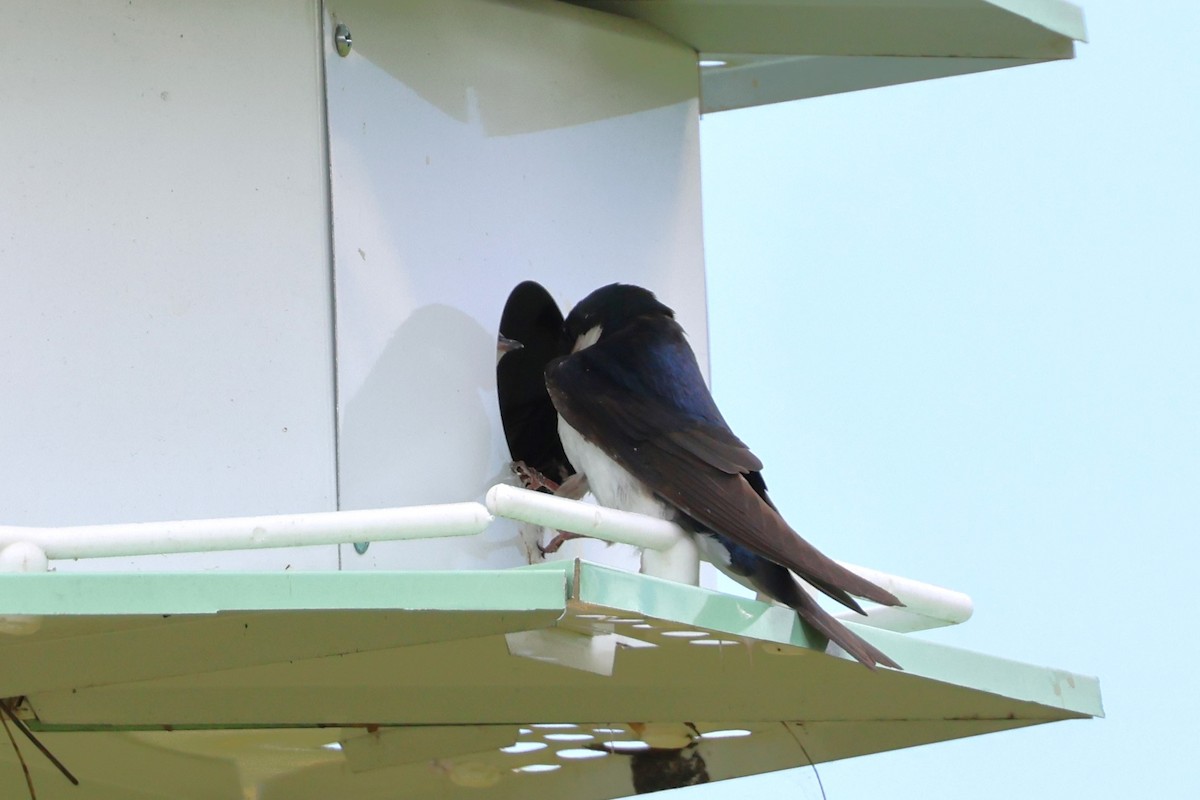 Tree Swallow - ML620542008