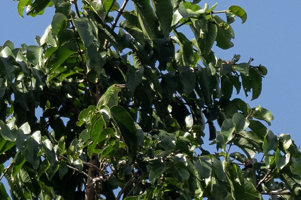 Verdin à ailes jaunes - ML620542009