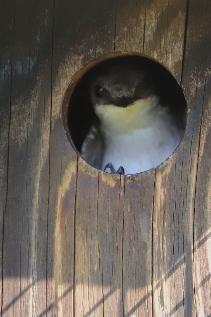 Tree Swallow - ML620542015