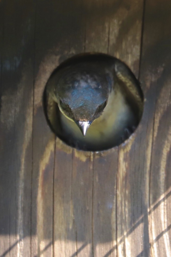 Tree Swallow - ML620542016