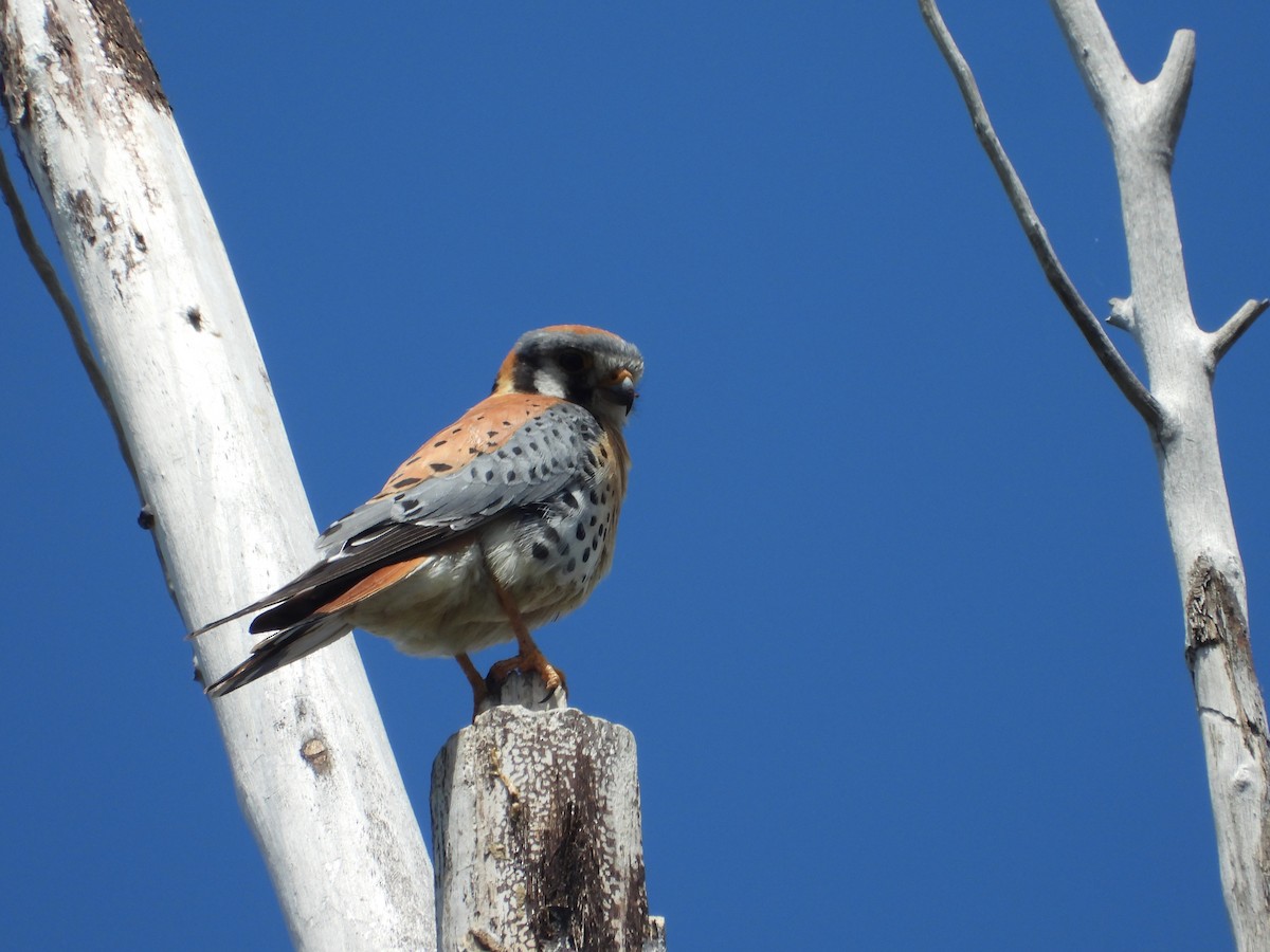 American Kestrel - ML620542020