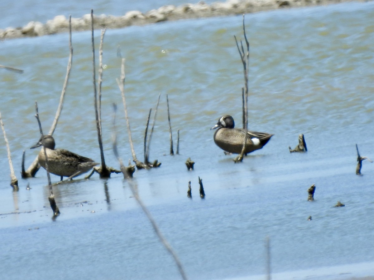 Blue-winged Teal - ML620542021