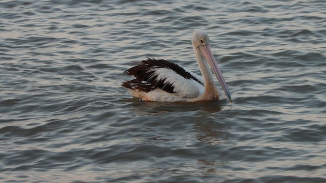 pelikán australský - ML620542022