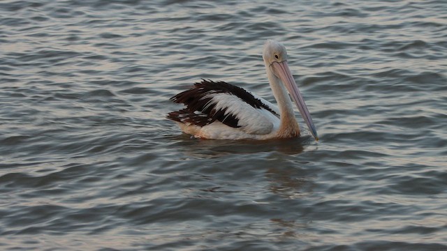 Australian Pelican - ML620542022