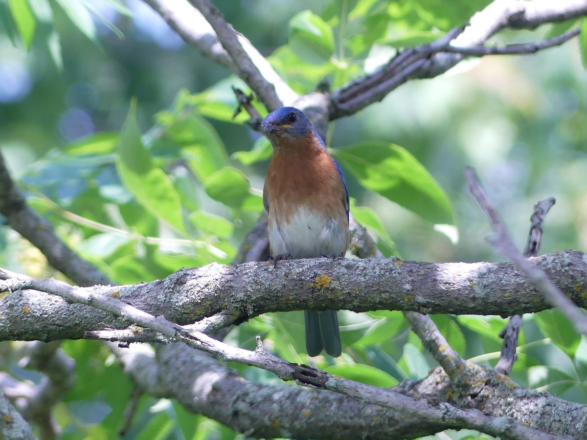 Eastern Bluebird - ML620542023