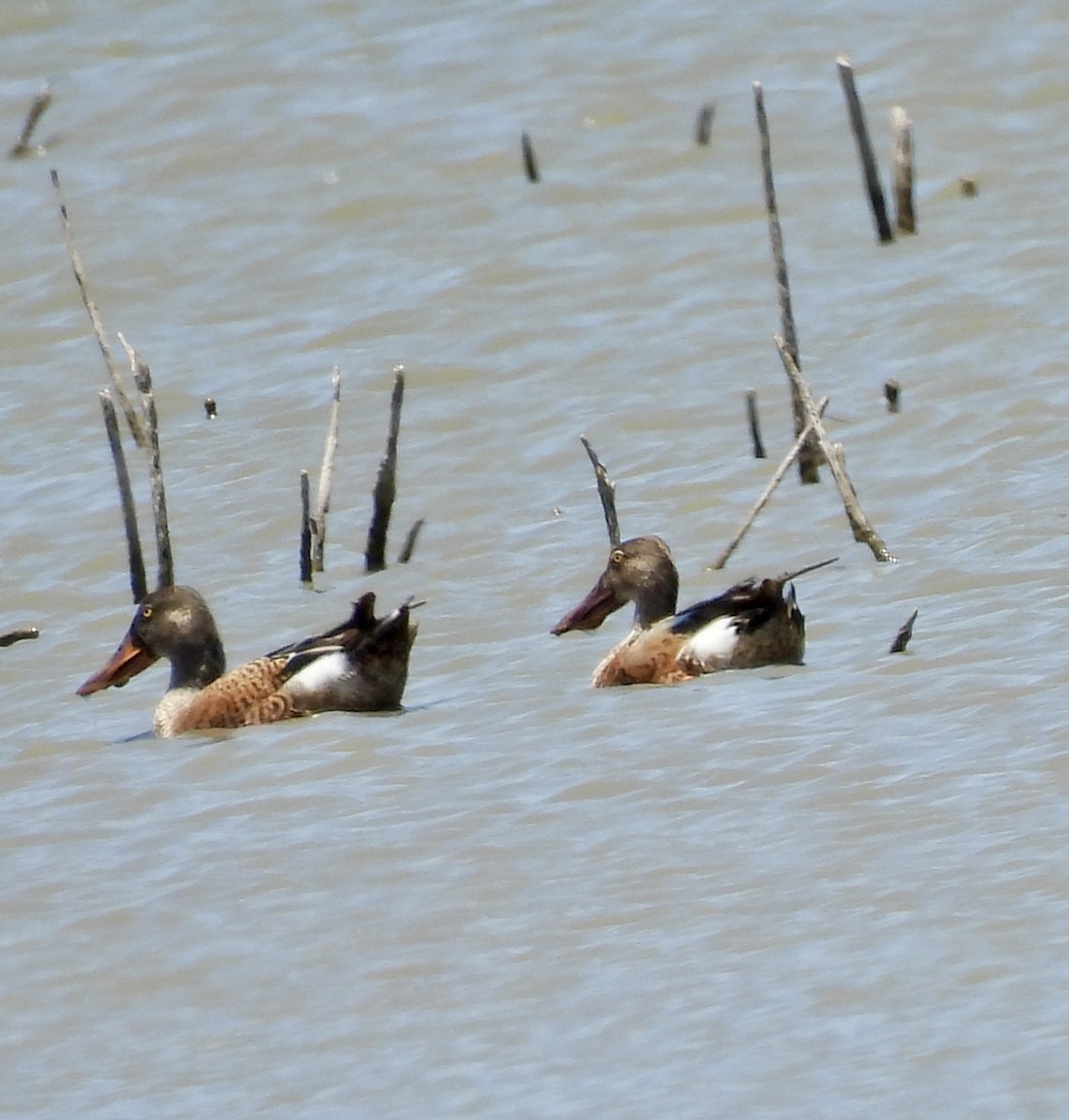 Northern Shoveler - ML620542025