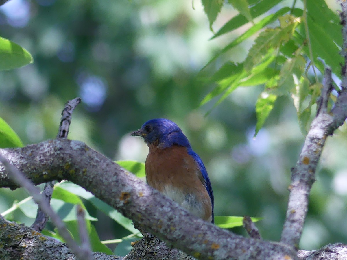 Eastern Bluebird - ML620542026