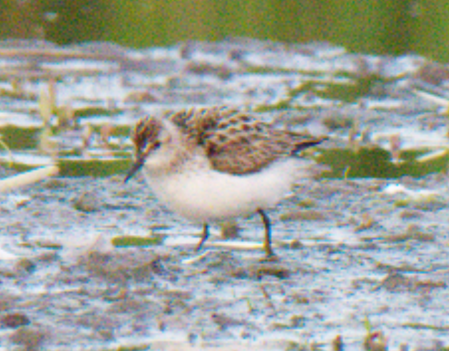 Semipalmated Sandpiper - ML620542031