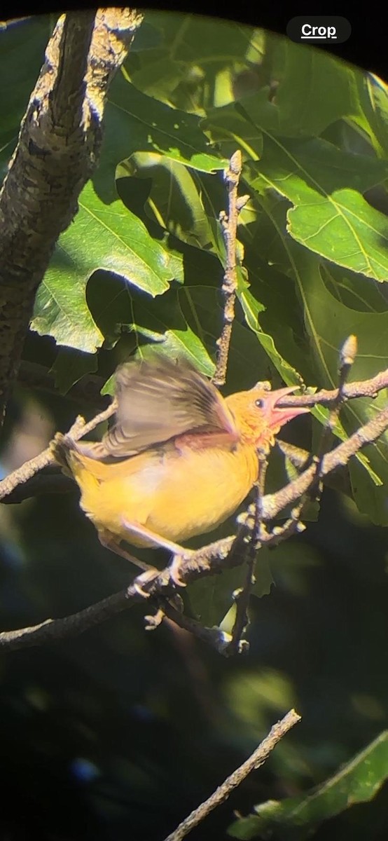 Orchard Oriole - ML620542042