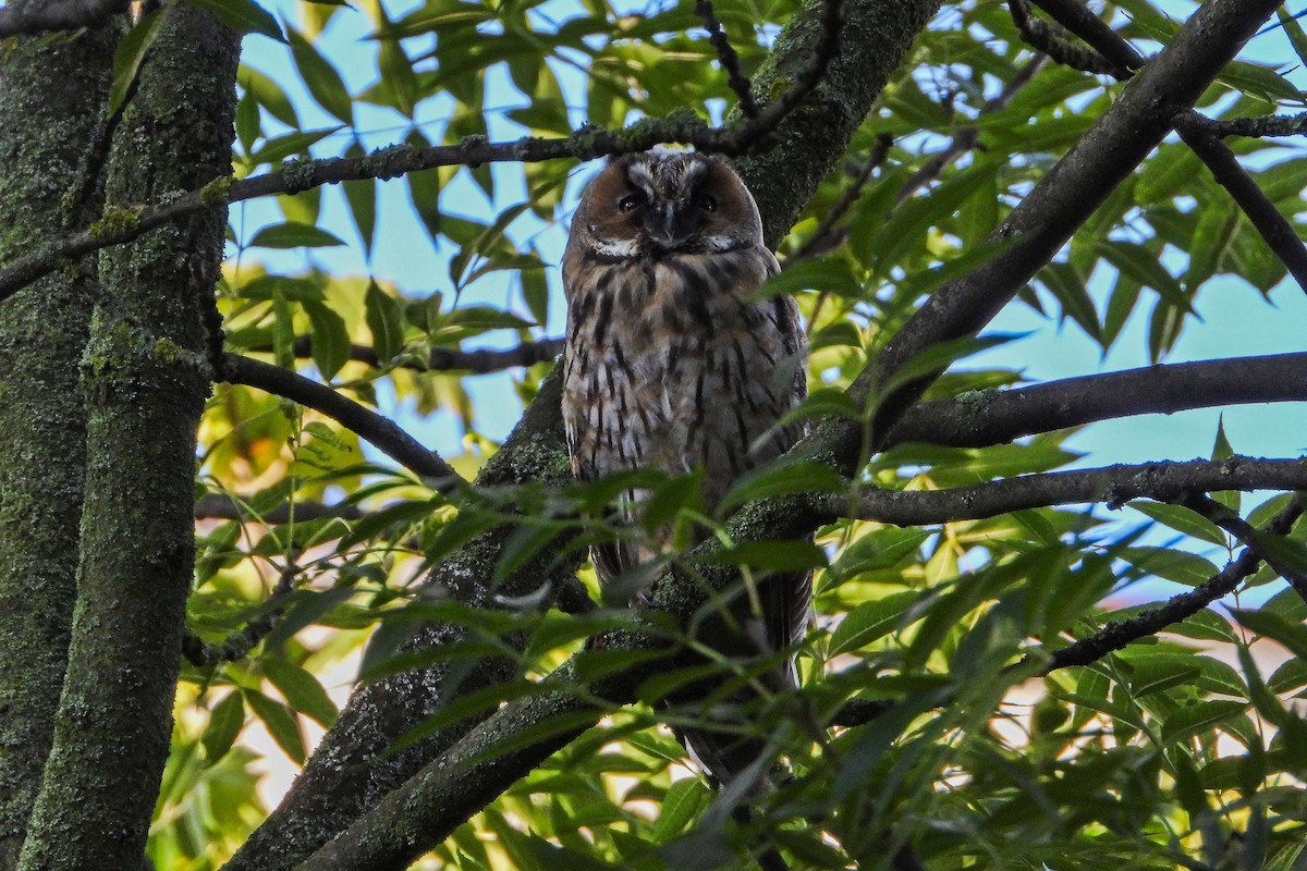 Búho Chico - ML620542057