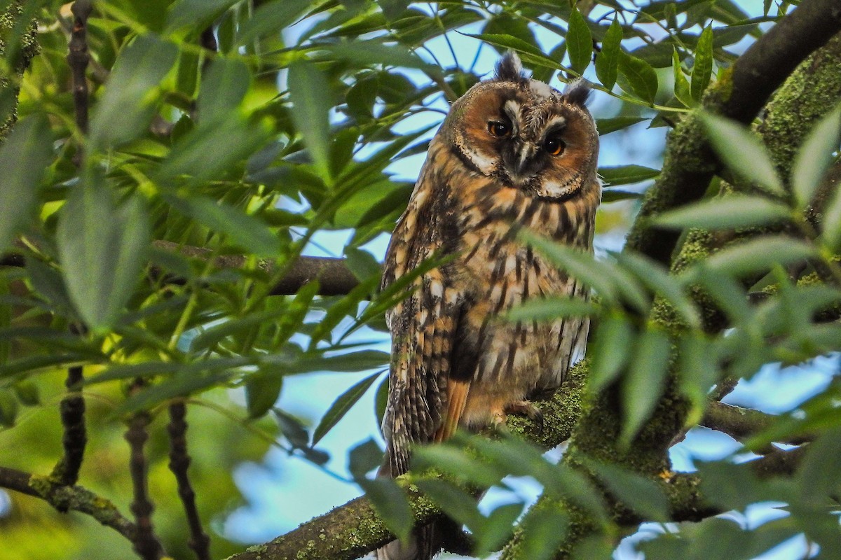Long-eared Owl - ML620542061