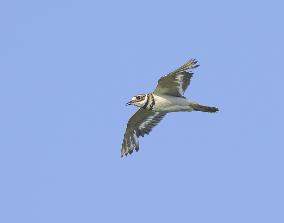 Killdeer - ML620542064