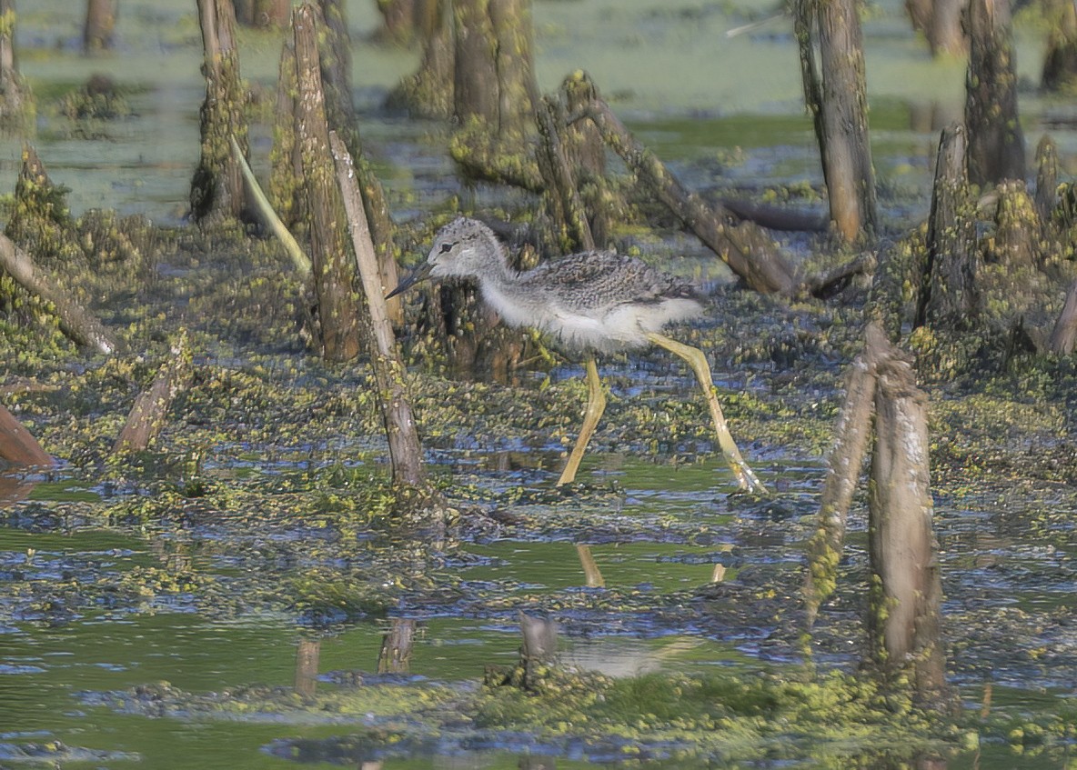 Black-necked Stilt - ML620542078