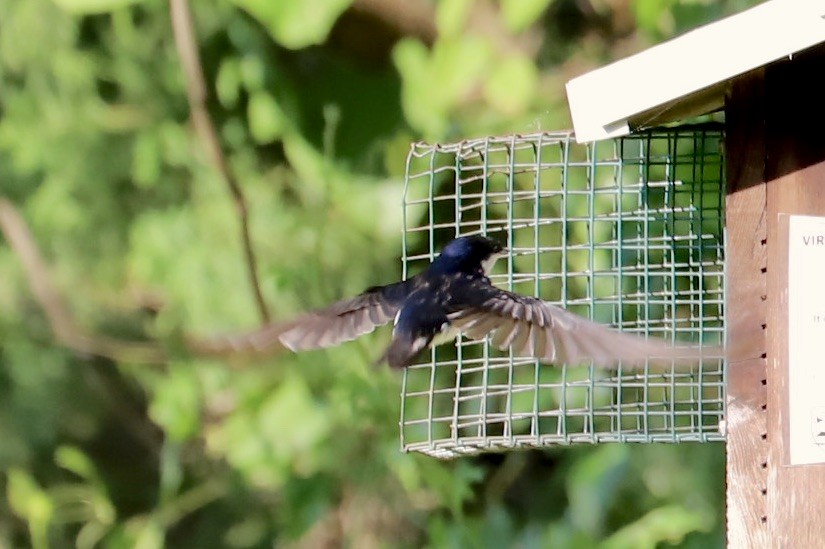 Tree Swallow - ML620542080