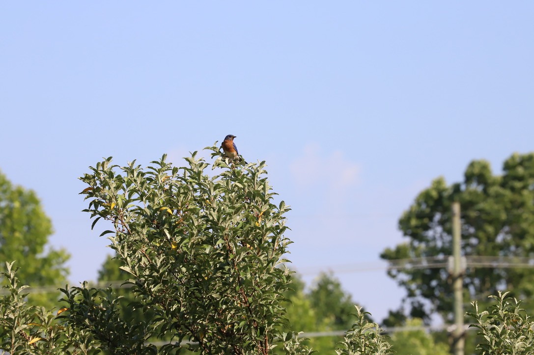 Eastern Bluebird - ML620542102