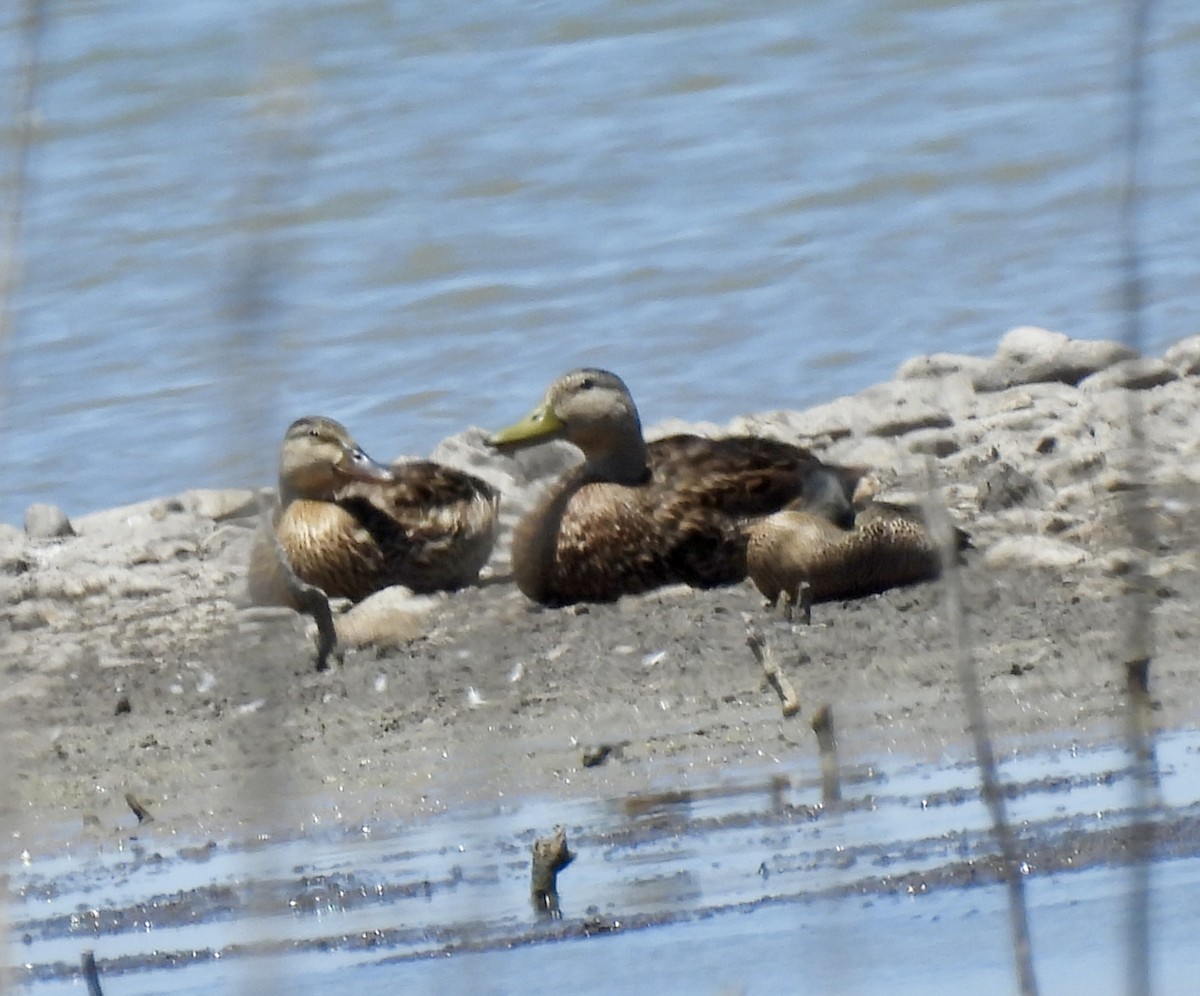 Canard du Mexique - ML620542110