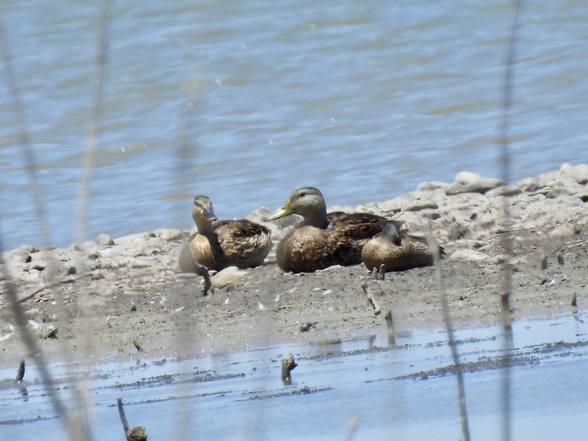 Mexican Duck - ML620542111