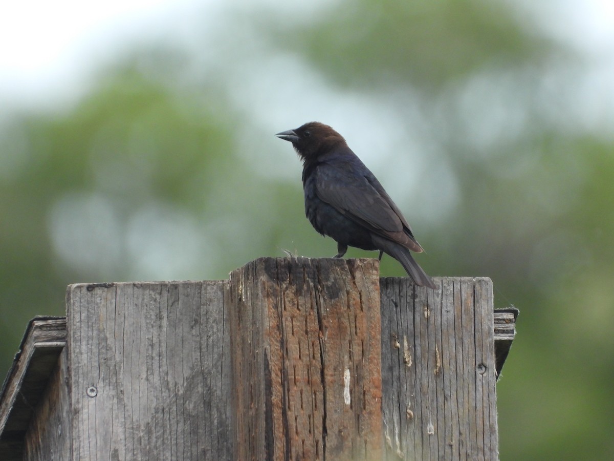 Brown-headed Cowbird - Tom Wuenschell