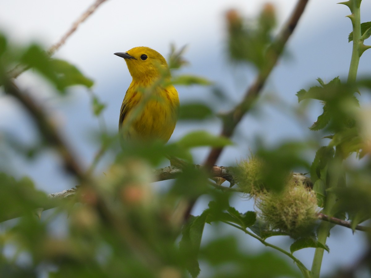 Yellow Warbler - ML620542115