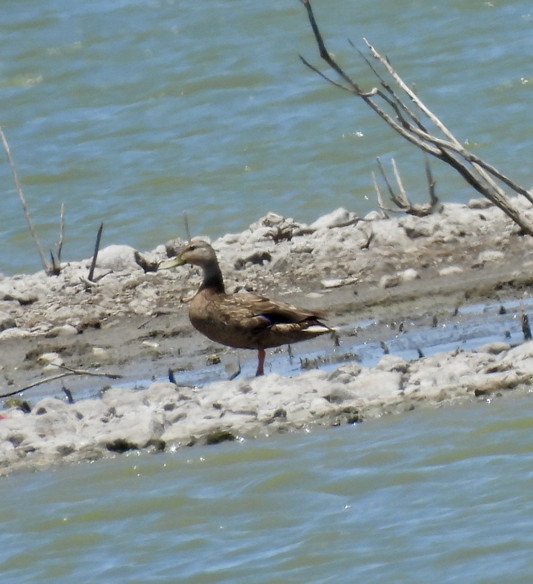 Mallard x Mexican Duck (hybrid) - ML620542117