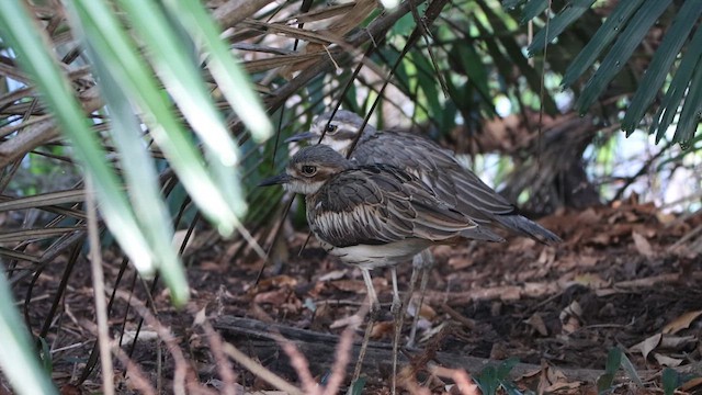 Bush Thick-knee - ML620542120