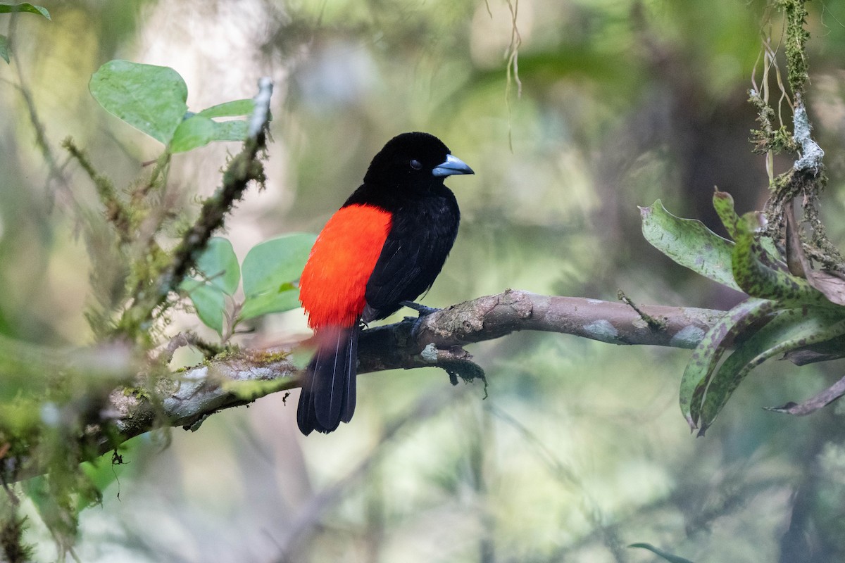 Scarlet-rumped Tanager - ML620542124