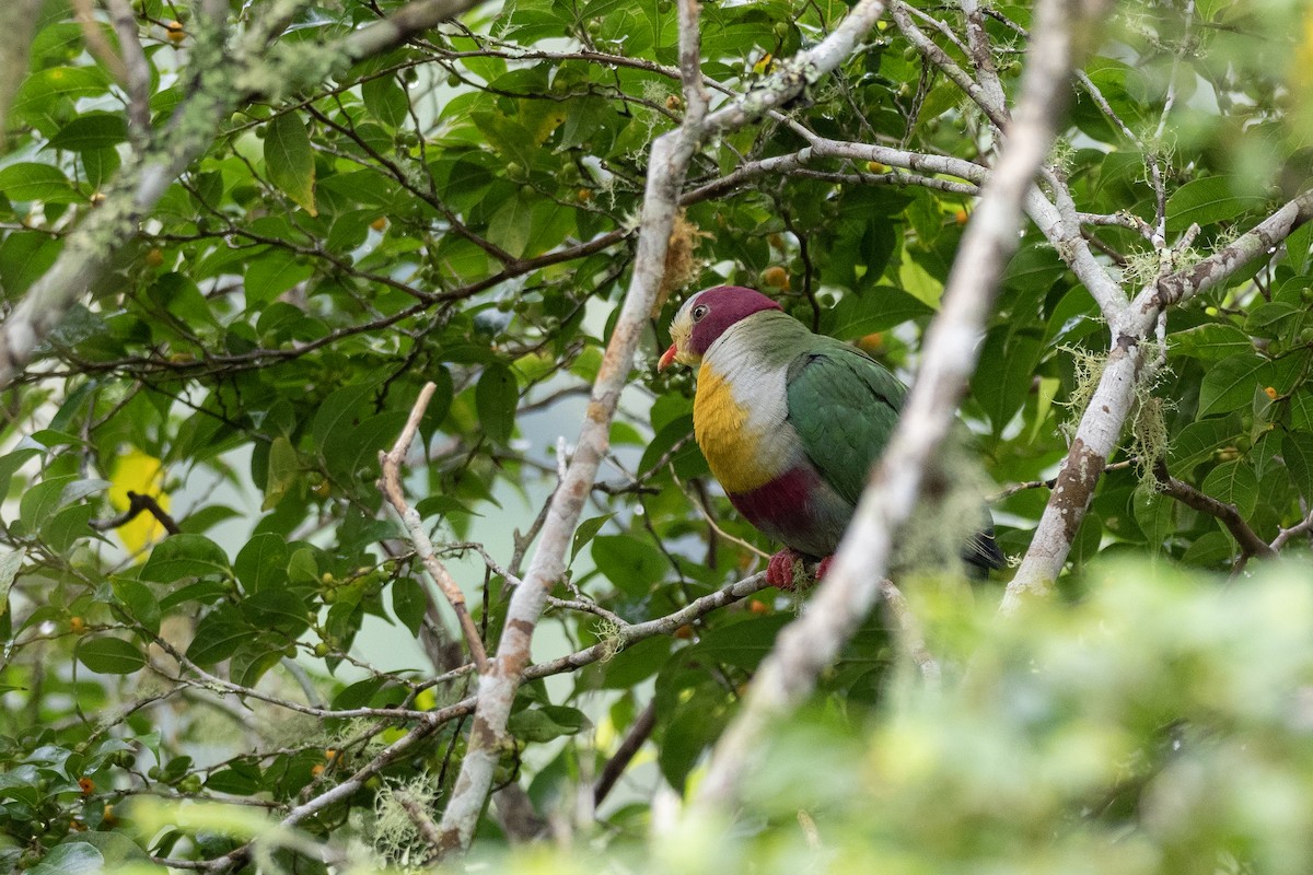 Yellow-breasted Fruit-Dove - ML620542129