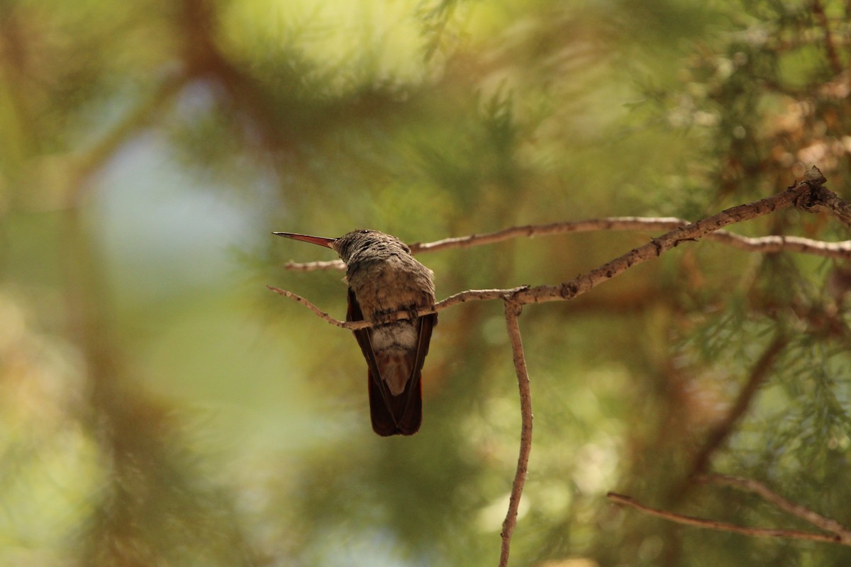 Berylline Hummingbird - ML620542130