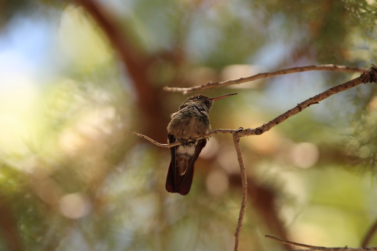 Berylline Hummingbird - ML620542144
