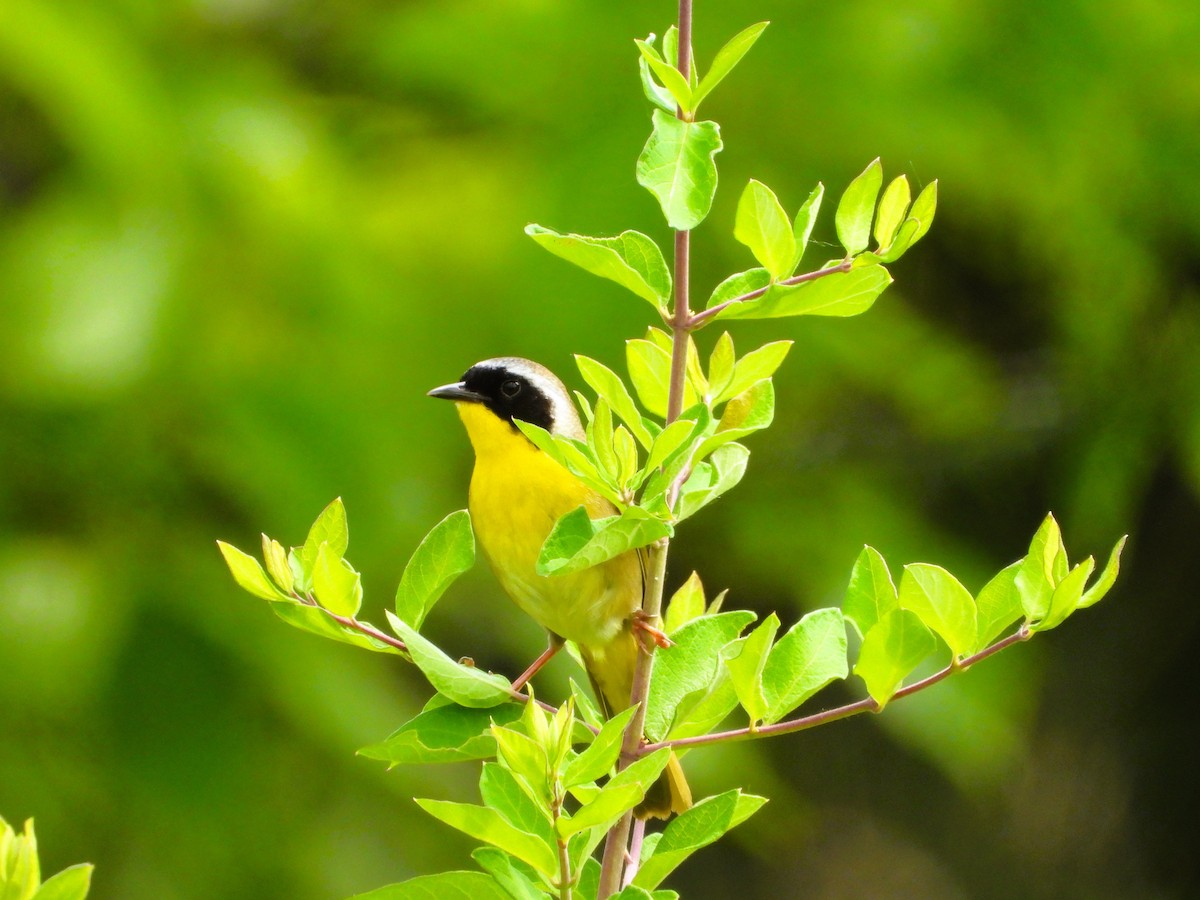 Common Yellowthroat - ML620542147