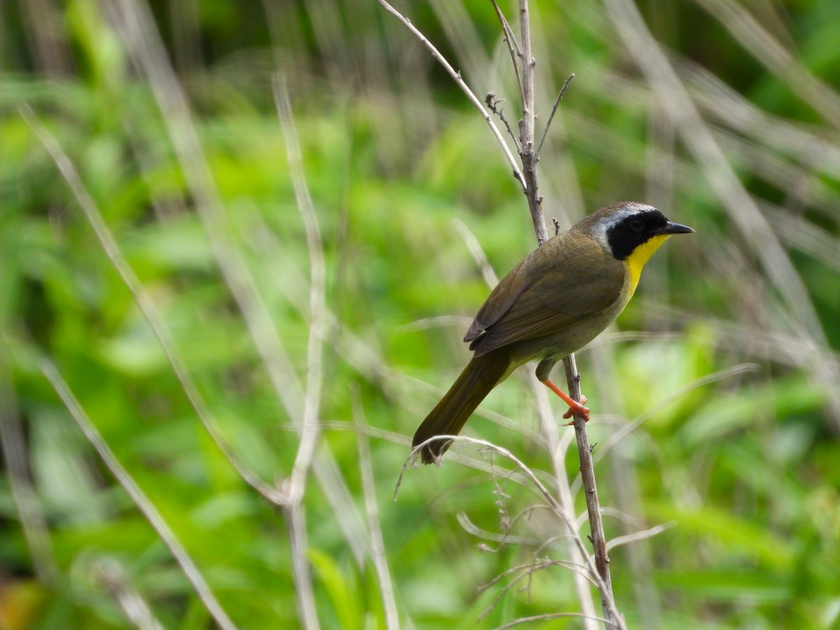 Common Yellowthroat - ML620542149