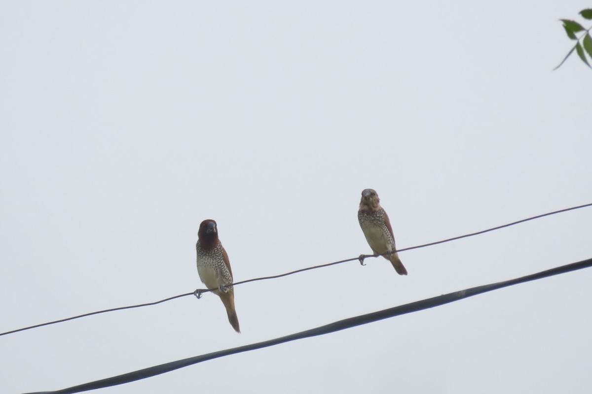 Scaly-breasted Munia - ML620542152