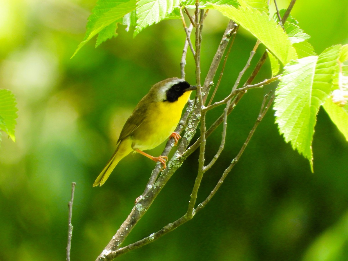 Common Yellowthroat - ML620542154