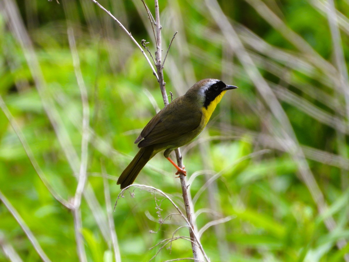 Common Yellowthroat - ML620542155