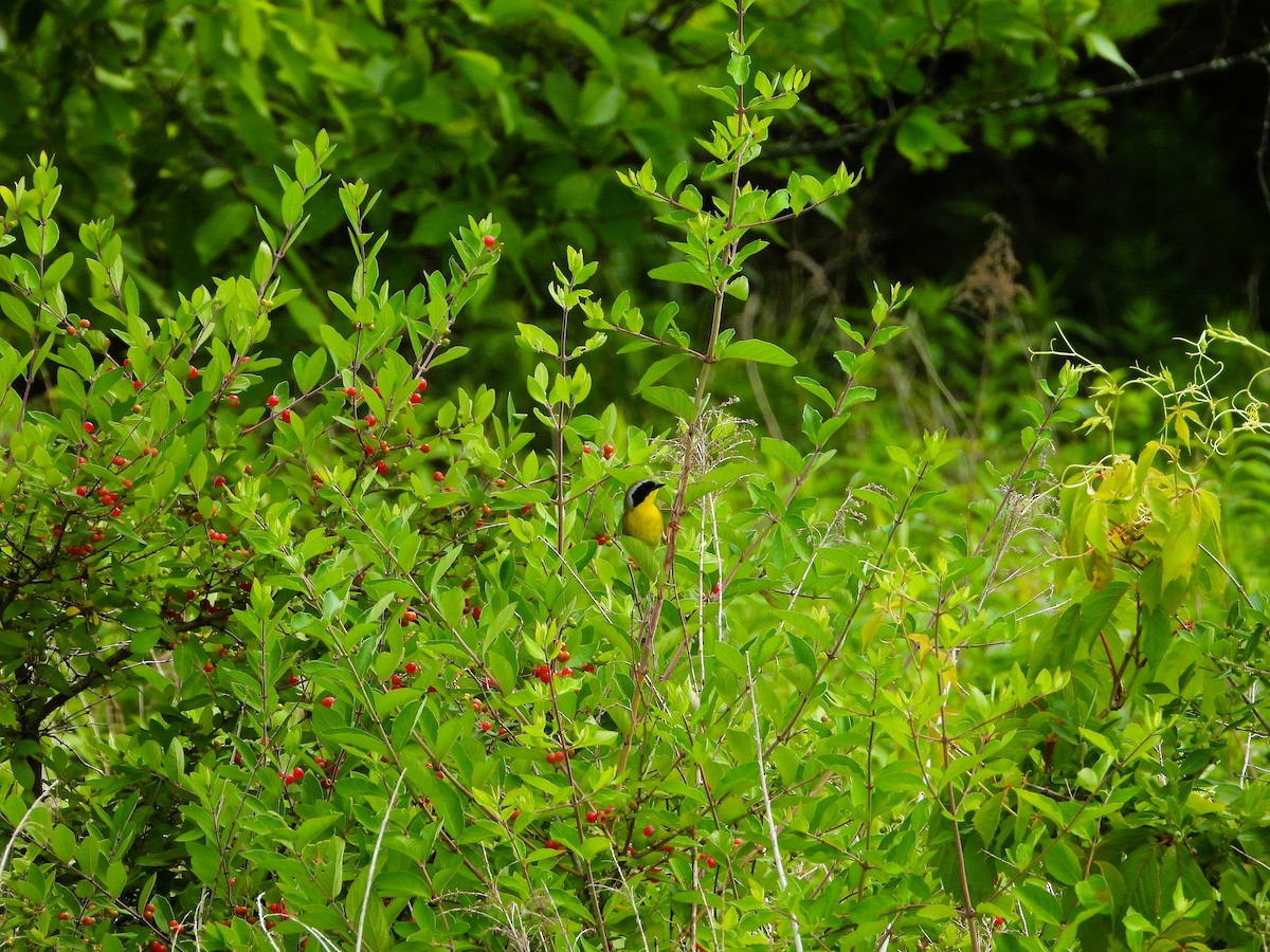 Common Yellowthroat - ML620542156