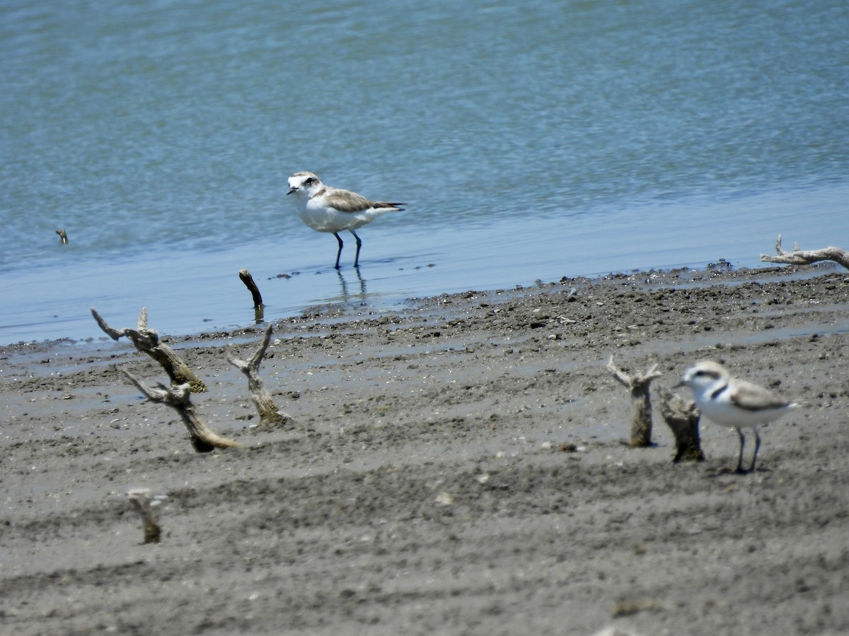 Snowy Plover - ML620542157