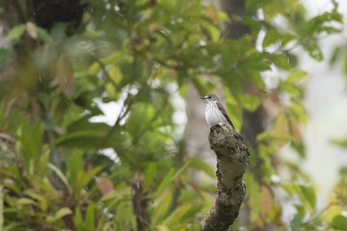 Gray-streaked Flycatcher - ML620542167