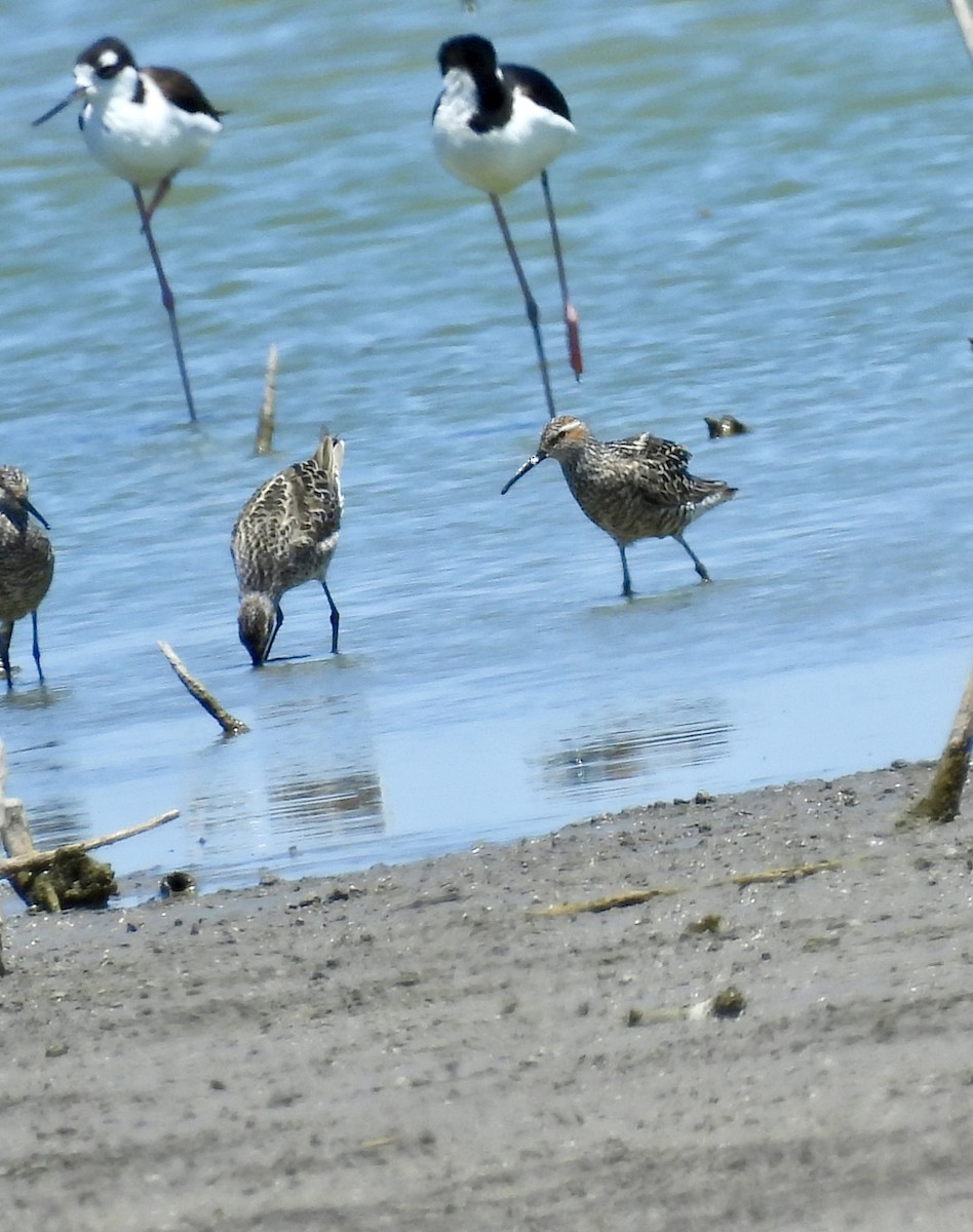 Stilt Sandpiper - ML620542169