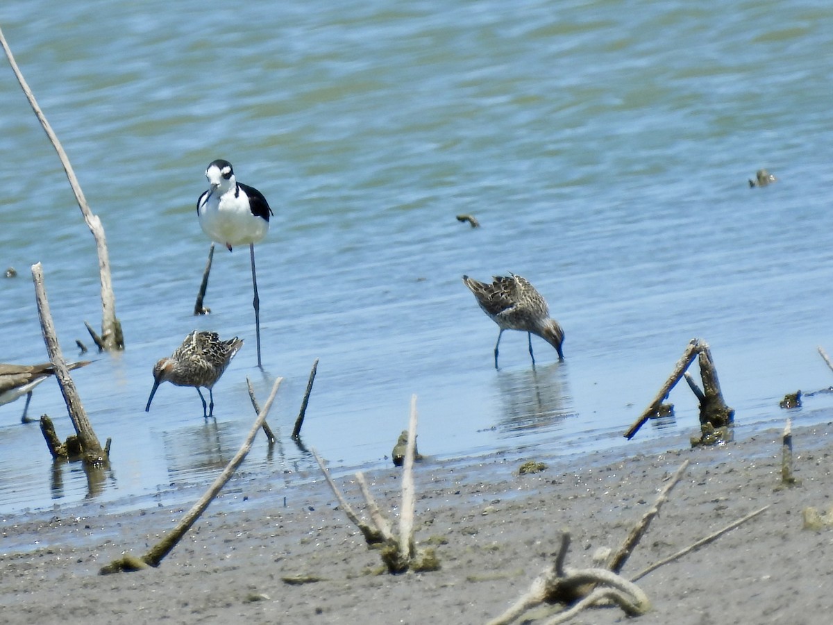 Bindenstrandläufer - ML620542170