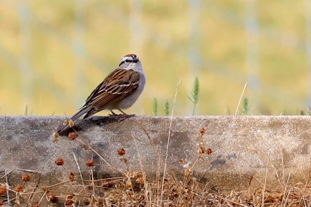 Chipping Sparrow - ML620542175