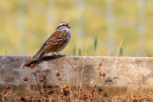 Chipping Sparrow - ML620542176