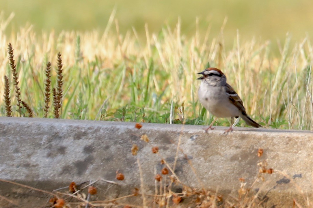 Chipping Sparrow - JoAnn Dalley