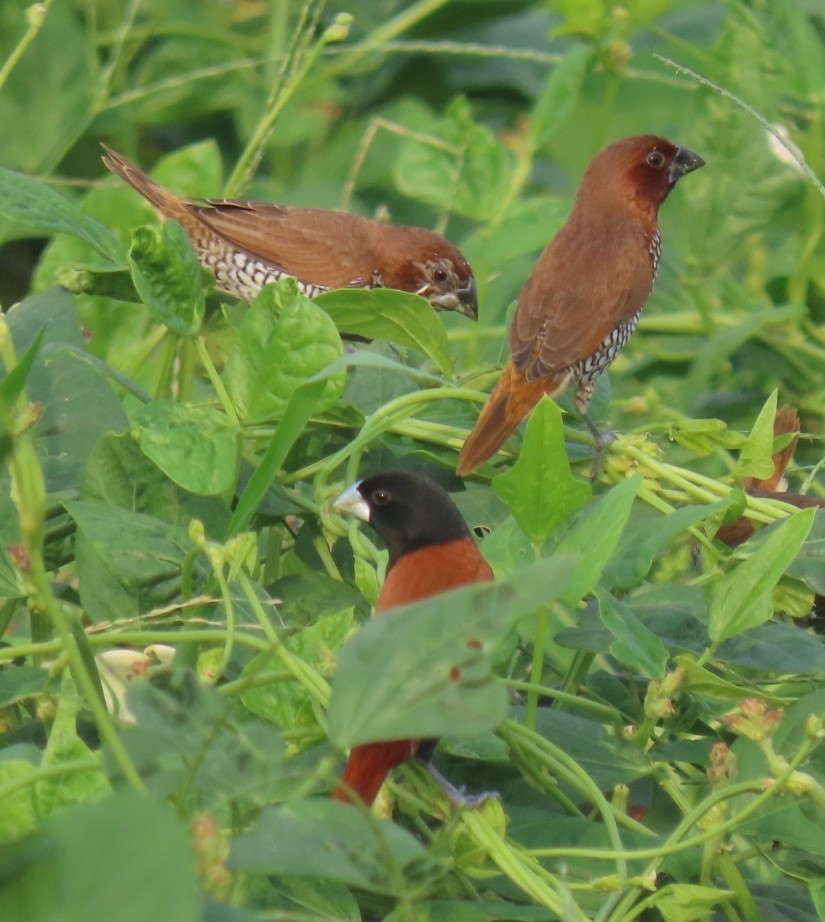 Tricolored Munia - ML620542179