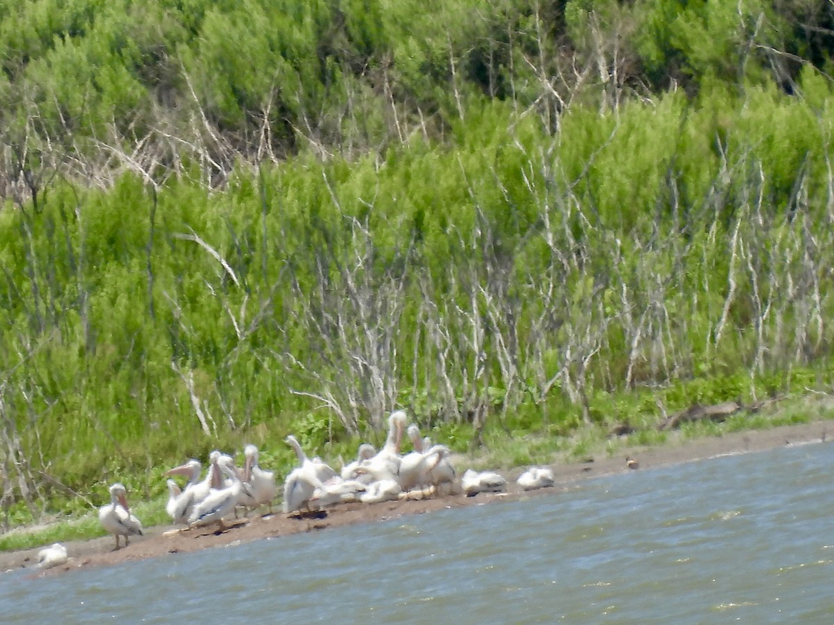 American White Pelican - ML620542180