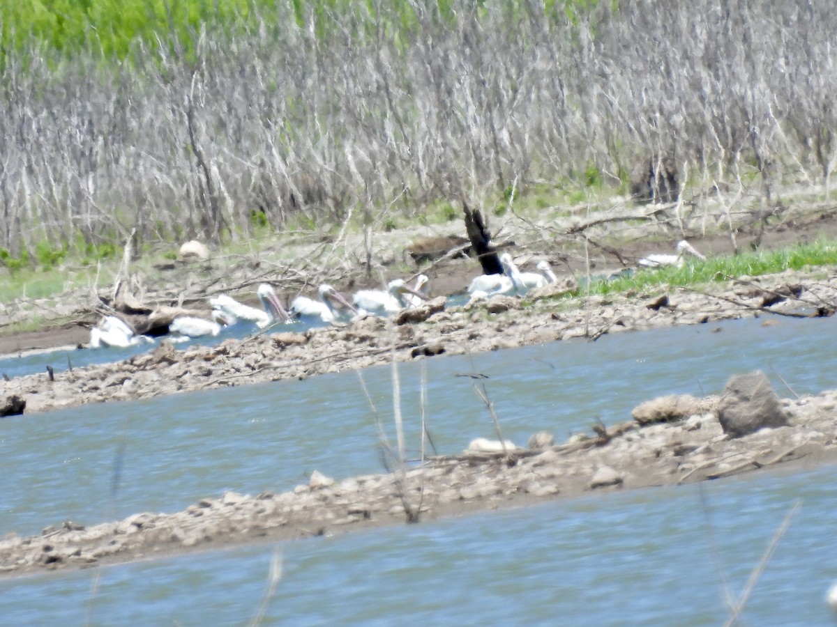 American White Pelican - ML620542181