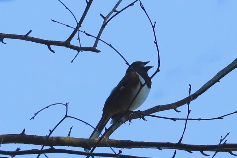 Eastern Towhee - ML620542183